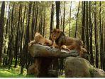 singa-frans-dan-debo-di-taman-safari-ii-jatim.jpg