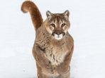 singa-gunung-di-colorado-parks-and-wildlife.jpg
