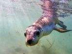 singa-laut-di-jurien-bay_20180506_125120.jpg