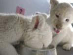 Bayi Singa Putih Kembar Empat yang Sangat Langka Lahir di Kebun Binatang China, Sangat Menggemaskan!