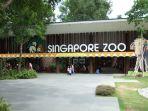 singapore-zoo-satu-tempat-wisata-hits-di-singapura.jpg