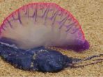 siphonophora-atau-ubur-ubur-portugis_20180909_144303.jpg