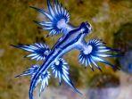 siput-laut-naga-biru.jpg
