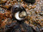 siput-laut-periwinkle_20180212_182638.jpg