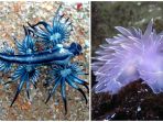 siput-laut_20180113_163811.jpg