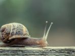 siput_20180525_104629.jpg