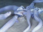 snailfish_20180912_135946.jpg