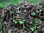 snake-island-brazil.jpg
