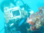 snorkeling-di-pantai-pasir-putih-situbondo.jpg