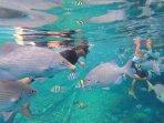 snorkeling-di-pulau-sauwandarek-2.jpg