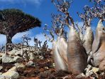 socotra_20180423_114346.jpg
