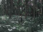 songgon-hutan-di-banyuwangi.jpg