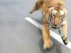 sosok-harimau-keluar-dari-hutan-hampir-menerkam-pengendara-bermotor.jpg
