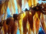 sotong_20170603_100711.jpg