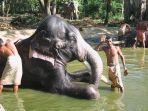 spa-gajah-di-india.jpg