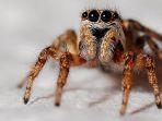 spider.jpg
