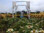 spot-spot-foto-yang-disiapkan-di-kebun-bunga-romatic-garden.jpg