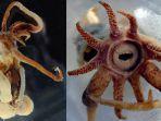 squid-sulcus.jpg