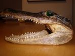 styrofoam-berbentuk-kepala-aligator_20170915_164520.jpg