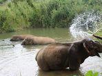suaka-gajah-boon-lott-atau-boon-lotts-elephant-sanctuary-bles-sukhothai.jpg