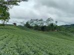 suasana-kebun-teh-cikuya-di-desa-hegarmanah-kecamatan-cibeber.jpg