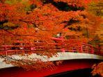 suasana-musim-gugur-di-kuroishi-aomori-jepang.jpg