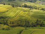 Menelusuri Pesona Subak Jatiluwih Bali, Warisan Budaya Dunia UNESCO dengan Filosofi Tri Hita Karana