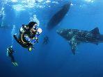 sumbawa-surga-tersembunyi-bawah-laut-menyelam.jpg