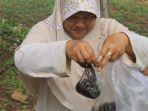sumber-protein-kepompong-ulat-jati-banyak-diburu-masyarakat-gunungkidul.jpg