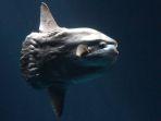 sunfish-gambar.jpg