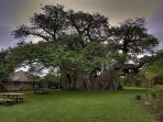 sunland-big-baobab_20180321_110737.jpg
