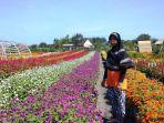 surati-menjaga-kebun-bunga-miliknya-meski-tak-ada-pengunjung-yang-datang-minggu-1252019.jpg
