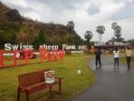 swiss-sheep-farm_20160811_181208.jpg