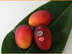 taiyo-no-tamago-satu-jenis-varian-mangga-di-jepang-yang-dianggap-termahal-di-dunia.jpg