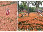 taman-bunga-amarilis.jpg