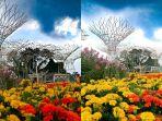 taman-bunga-celosia-semarang-gambar.jpg