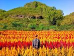 taman-bunga-celosia_20180517_174842.jpg