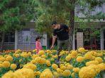 taman-bunga-marigold-di-rumah-atsiri.jpg