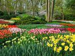 taman-keukenhof-di-belanda.jpg