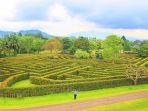 taman-labirin-di-taman-bunga-nusantara-img2.jpg