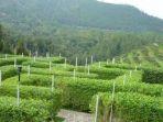 taman-labirin-simalem-sumatera-utara.jpg