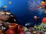 taman-laut-bunaken_20160818_004219.jpg