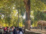 Harga Tiket Masuk Taman Margasatwa Ragunan Jaksel, Belinya Pakai JakCard