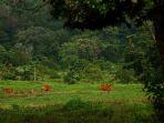 taman-nasional-alas-purwo.jpg