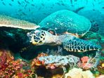 taman-nasional-komodo_20170306_134234.jpg