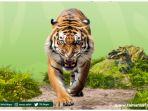 taman-safari-bogor-gelar-peringatan-hari-harimau-sedunia-2222333.jpg
