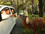 Libur Nataru 2022 di Taman Safari Prigen, Ada Diskon 25 Persen untuk Pemesanan Tiket Melalui Blibli