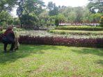 taman-tabebuya-jakarta-selatan.jpg