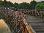taman-wisata-alam-mangrove-di-jakarta.jpg