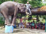 Taman Wisata Bumi Kedaton Lampung - Merak Sedang Santai Pun Tetap Cantik, Tiketnya Hanya Rp 10 Ribu